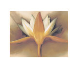 Orange Lotus Posters by Betsy Cameron