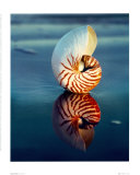 Tiger Nautilus Print by Ruth Burke