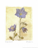 Campanula II Art by Amy Melious Campanula II Art by Amy Melious