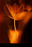Bronze Tulip I Prints by John Butler