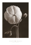 Iceland Poppies II Prints by Sondra Wampler