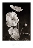 Amapolas de Islandia I Arte por Sondra Wampler