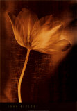 Bronze Tulip II Posters af John Butler Bronze Tulip II Posters af John Butler