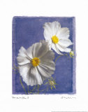 Cosmos en bleu II Affiches par Amy Melious