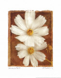 Cosmos on Red II Affiches par Amy Melious