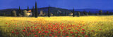 Tuscan Panorama, Poppies Kunstdrucke von David Short