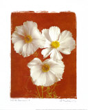 White Cosmos I Prints by Amy Melious
