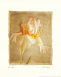 Iris Affiches par Amy Melious