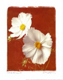 El cosmos blanco II (tamaño reducido) Láminas por Amy Melious El cosmos blanco II (tamaño reducido) Láminas por Amy Melious