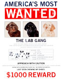 Recherché : le gang des labradors Plaque en métal