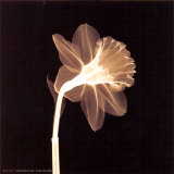 Veiled Blossom (sepia) Láminas Veiled Blossom (sepia) Láminas