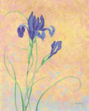 Elegant Iris Posters by Jane Maday