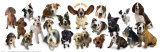 Hunderegeln Poster von Anthony Matos
