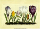 Crocus I Posters