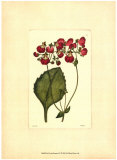 Red Curtis Botanical IV Sztuka