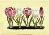 Crocus II Affiches