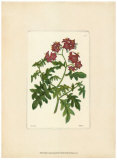 Red Curtis Botanical III Posters