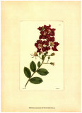Red Curtis Botanical II Plakater Red Curtis Botanical II Plakater