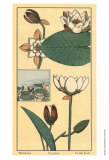 Seerose I Poster von M.P. Verneuil