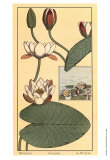 Seerose II Kunstdrucke von M.P. Verneuil