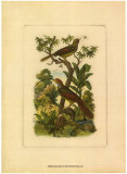 Exotic Birds I Prints Exotic Birds I Prints