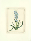 Hyacinthus VIII Posters by Christoph Jacob Trew