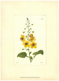 Yellow Curtis Botanical II Prints