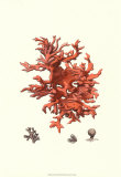 Red Coral III Obrazy Red Coral III Obrazy
