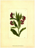 Red Curtis Botanical I Posters
