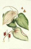 Buchoz Leaves III Posters by Pierre-Joseph Buchoz