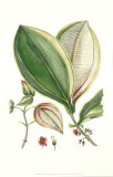 Buchoz Leaves V Posters by Pierre-Joseph Buchoz