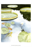 Koi Reflection I Posters by Chariklia Zarris