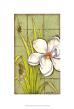 Sugar Magnolia I Print by Jennifer Goldberger