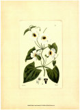 White Curtis Botanical IV Prints