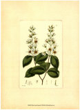 White Curtis Botanical II Prints