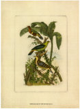 Exotic Birds II Posters Exotic Birds II Posters