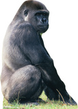 Gorilla Imagen a tamaño natural Gorilla Imagen a tamaño natural
