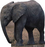 Talking Elephant Stand Up
