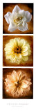 Scented Triplets Affiches par Christine Zalewski