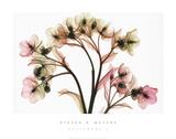 Hellebore II Plakater af Steven N. Meyers