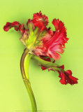 Parrot Tulip Posters by Cédric Porchez