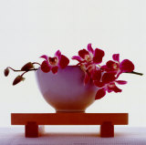 Orchidee magenta Stampe