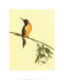 Birds Prints by Aurore De La Morinerie