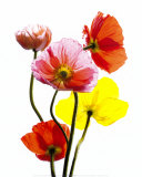 Multi-Colored Poppies Posters af Cédric Porchez