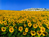 Zonnebloemen Posters van Tushita Zonnebloemen Posters van Tushita