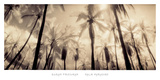 Palm Paradise Prints by Susan Friedman
