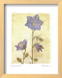 Campanula II Posters by Amy Melious