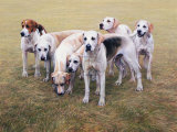 Seven V.W.H. Foxhounds Limited Edition by Gary Stinton
