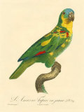 Barraband Parrot, PL 89 Pósters por Jacques Barraband Barraband Parrot, PL 89 Pósters por Jacques Barraband
