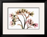 Hellebore II Prints by Steven N. Meyers